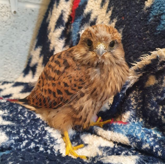 Wildlife Rescue Cork kestrel